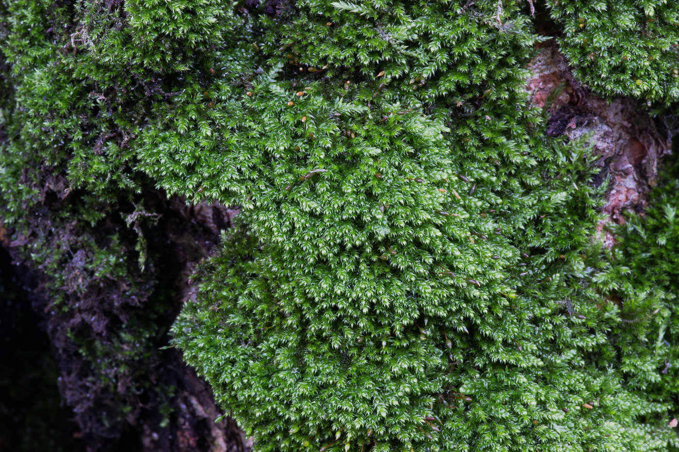 Image of class Bryopsida specimen.