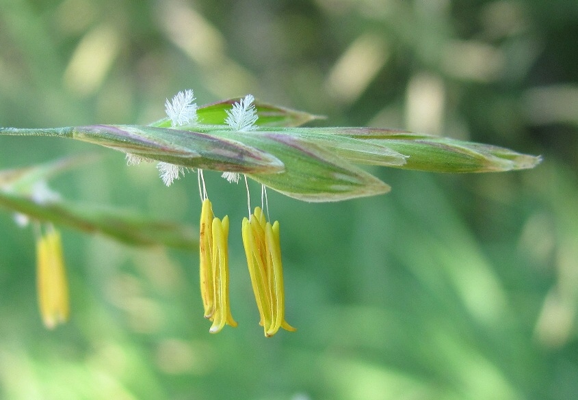 Изображение особи Bromopsis inermis.