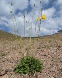 Papaver croceum