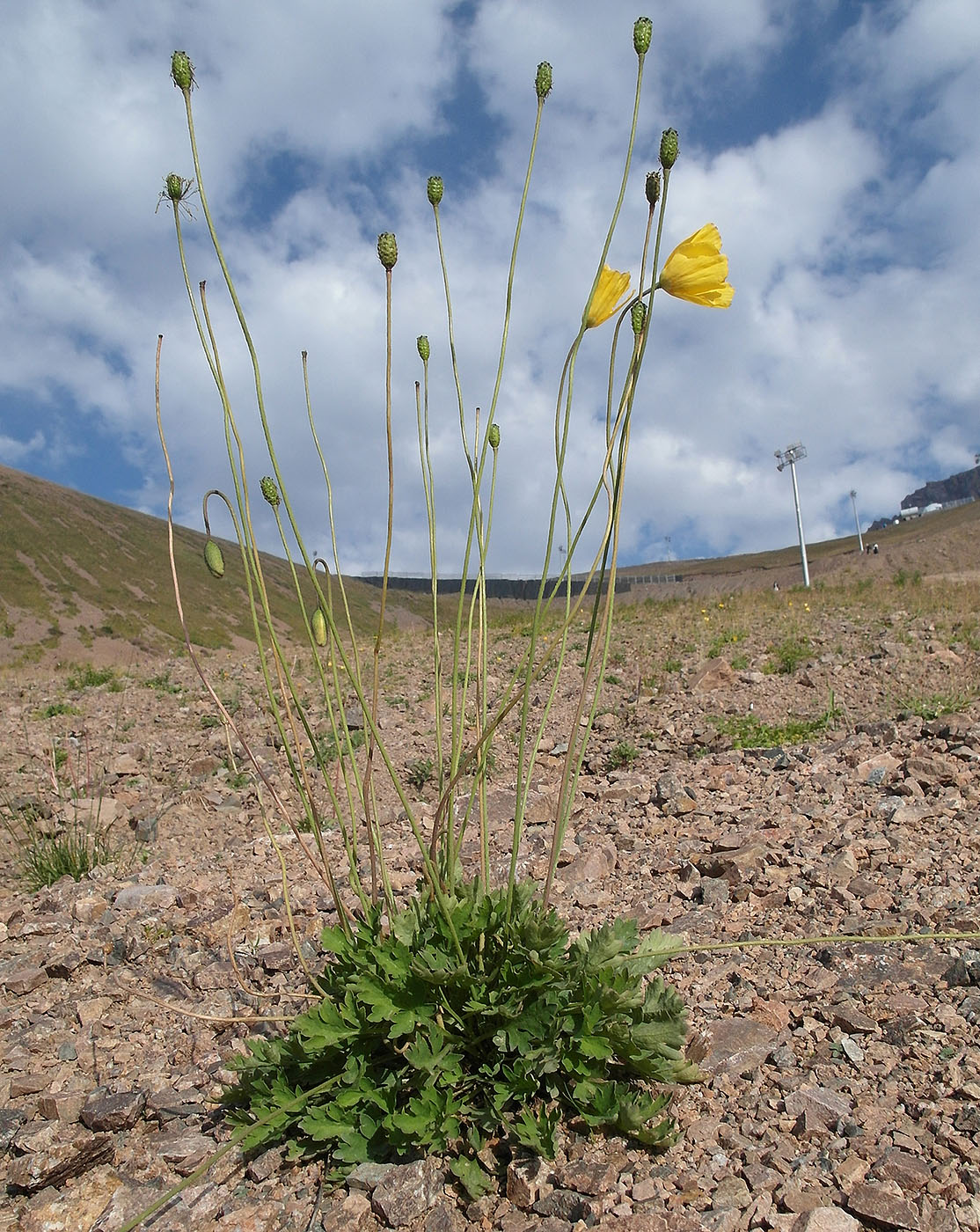 Изображение особи Papaver croceum.