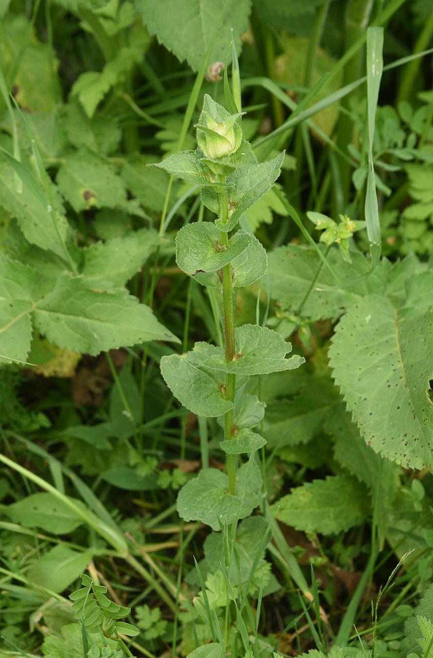 Image of genus Campanula specimen.