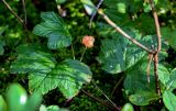 Rubus chamaemorus. Верхушка побега с созревающим плодом. Вологодская обл., Сокольский р-н, Оларевская гряда, заболоченный участок смешанного леса. 13.07.2024.