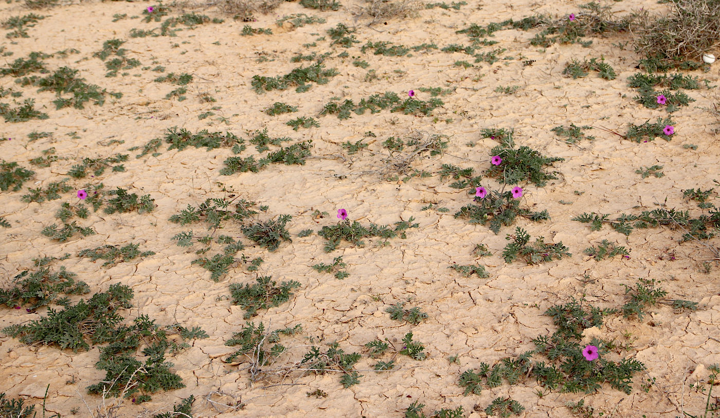 Изображение особи Erodium crassifolium.