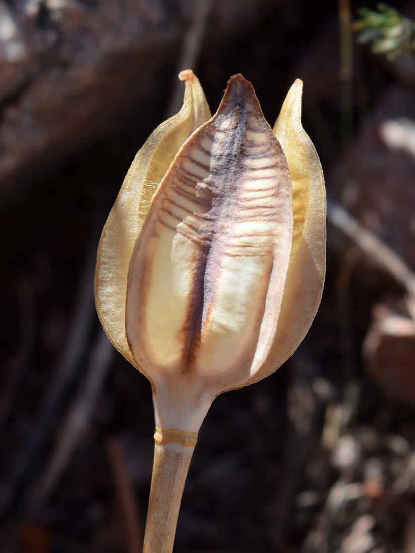 Изображение особи Tulipa dubia.