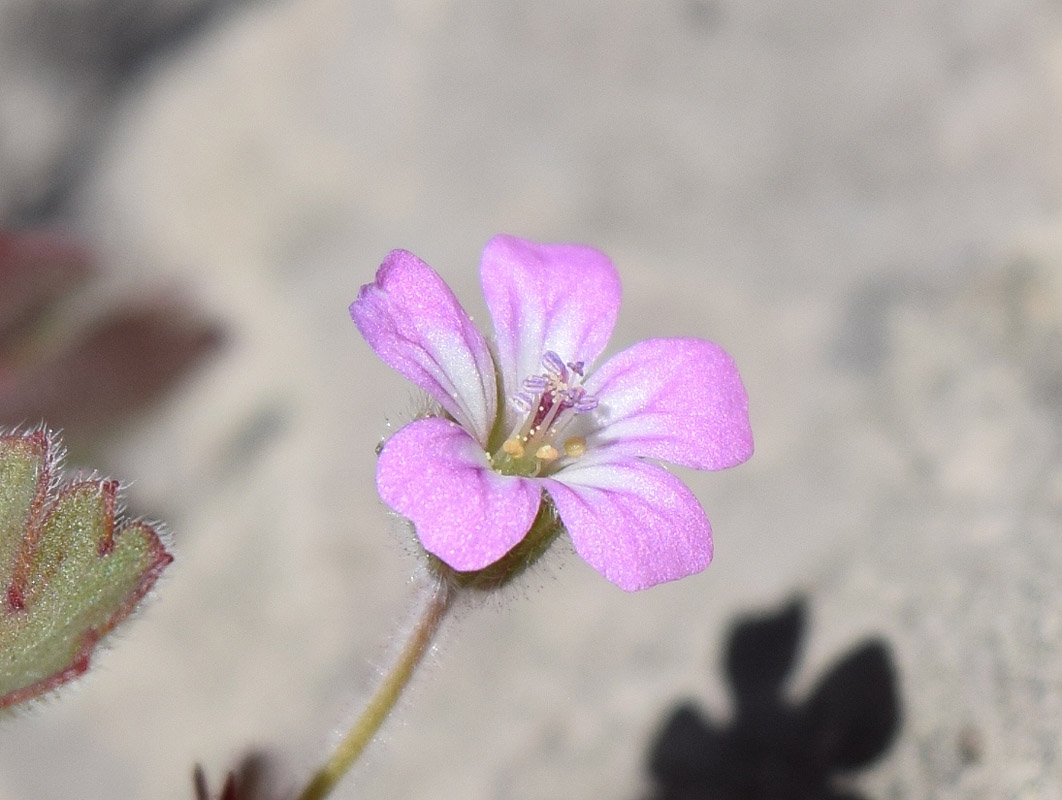 Image of Geranium rotundifolium specimen.
