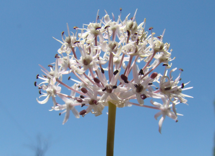 Изображение особи Allium vvedenskyanum.