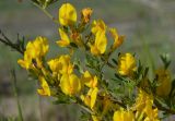 View full-size image Chamaecytisus borysthenicus