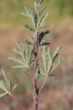 Смотреть изображение Potentilla pedata