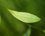 Смотреть изображение Trigonotis myosotidea