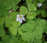 Смотреть изображение Oxalis acetosella