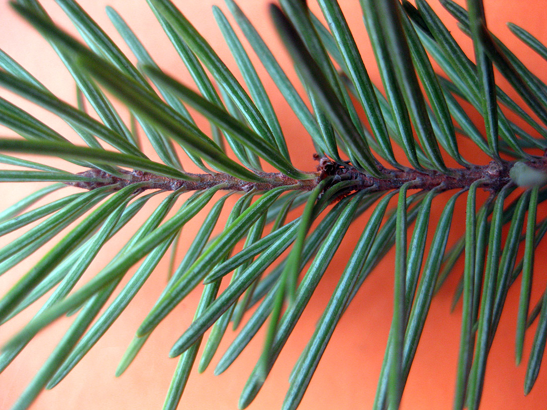 Image of Pseudotsuga menziesii specimen.