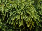 Смотреть изображение Hypnum cupressiforme