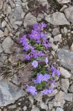 View full-size image Primula amoena