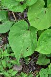 View full-size image Valeriana alliariifolia
