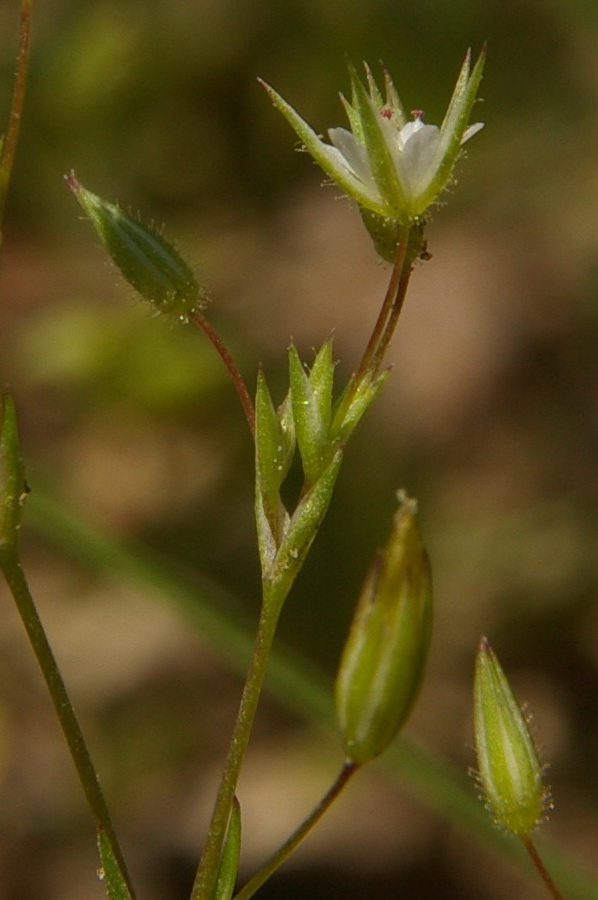 Изображение особи Minuartia pseudohybrida.