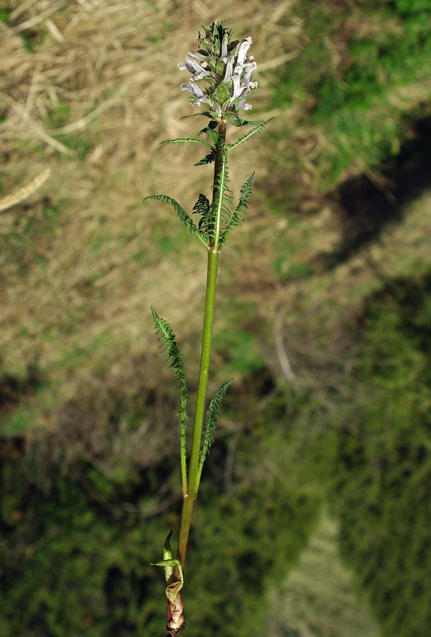 Image of genus Pedicularis specimen.