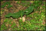 Arum cylindraceum. Растение с распускающимся листом. Чешская республика, Южная Моравия, национальный природный резерват Děvín-Kotel-Soutěska. 02.05.2008.