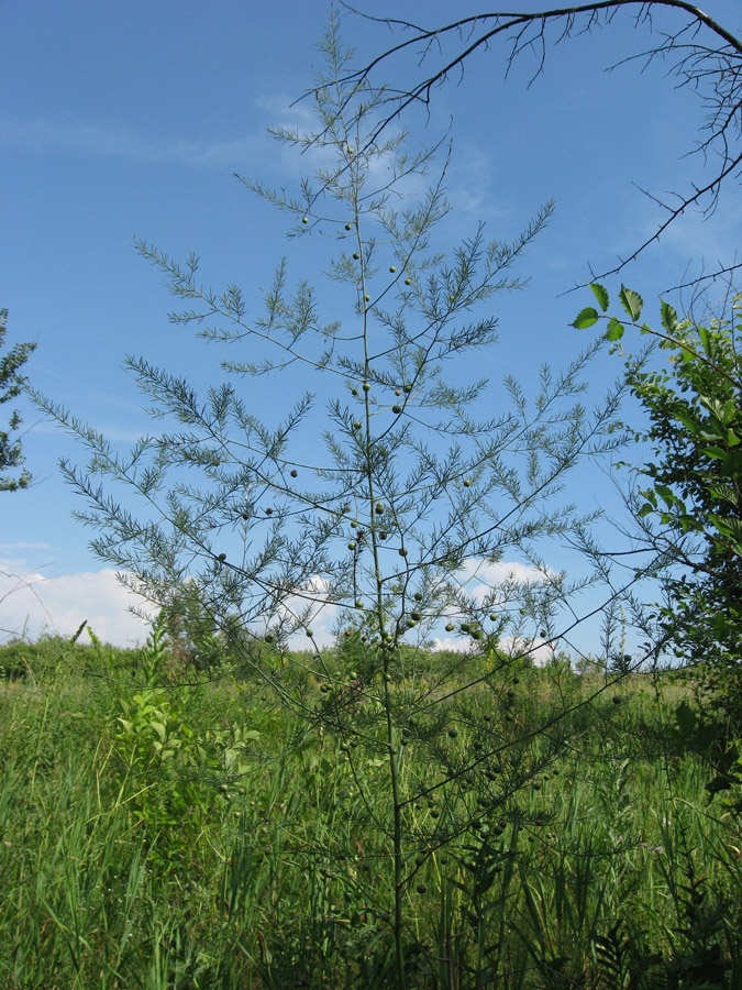 Image of Asparagus officinalis specimen.