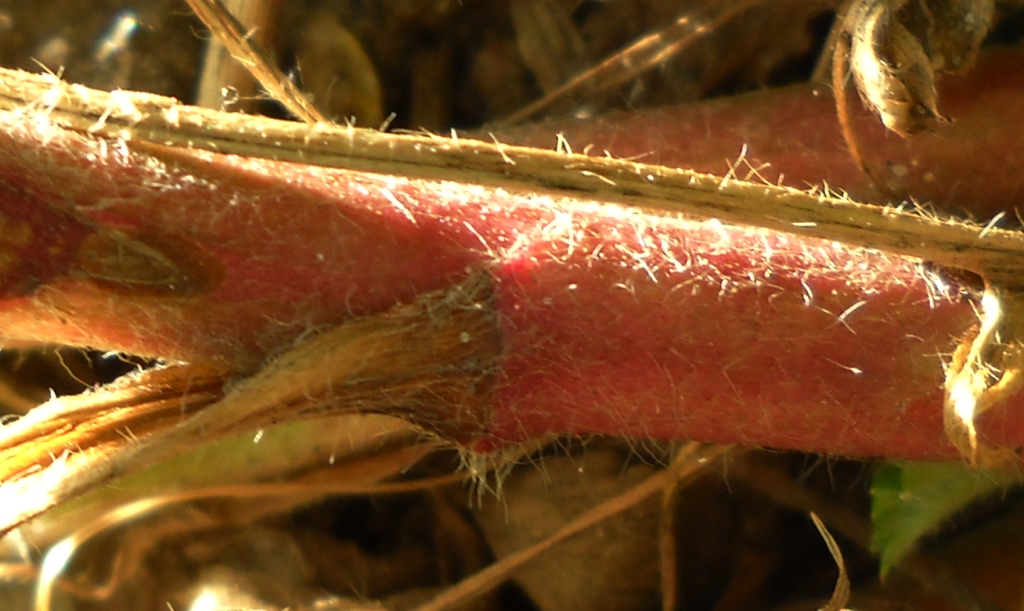 Image of Potentilla intermedia specimen.