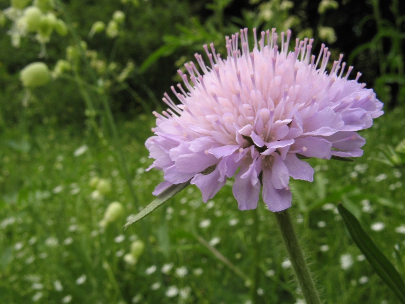 Изображение особи Knautia arvensis.