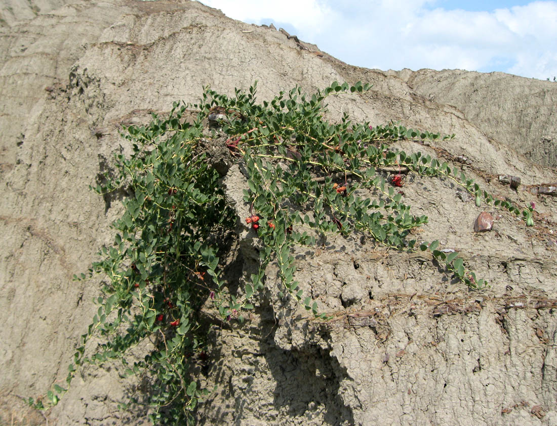 Image of Capparis herbacea specimen.