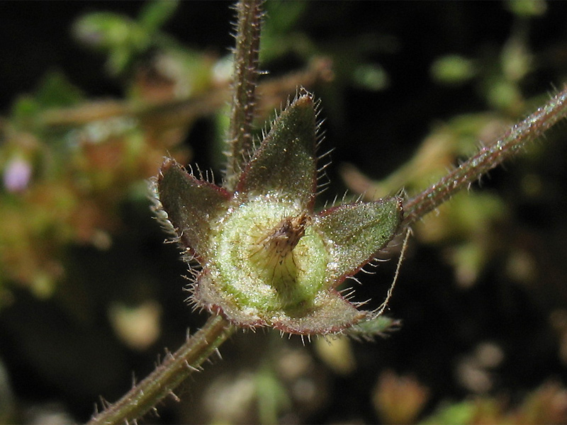 Image of Campanula erinus specimen.