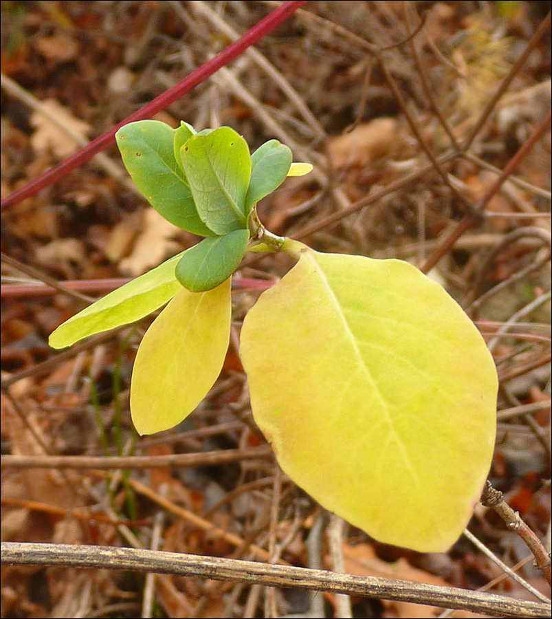 Image of Lonicera etrusca specimen.