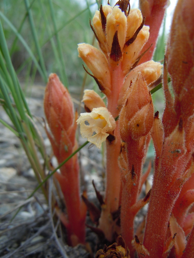 Изображение особи Orobanche centaurina.