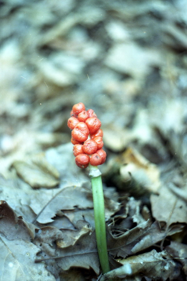 Image of genus Arum specimen.