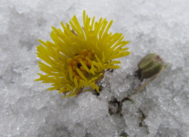 Image of Tussilago farfara specimen.