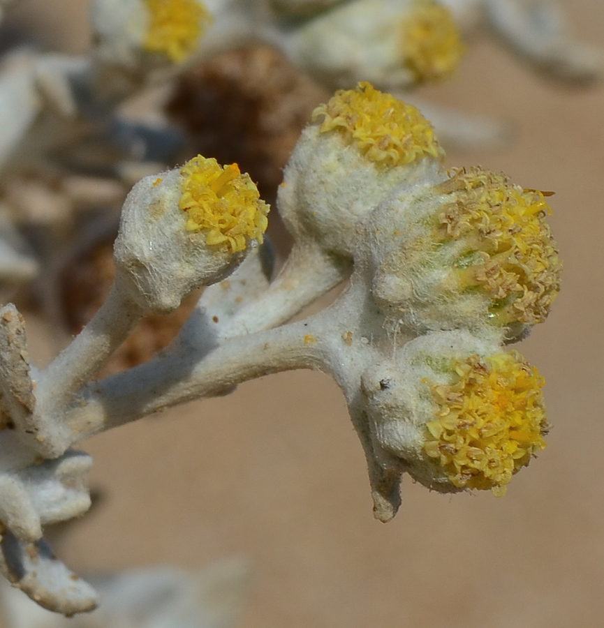 Image of Otanthus maritimus specimen.