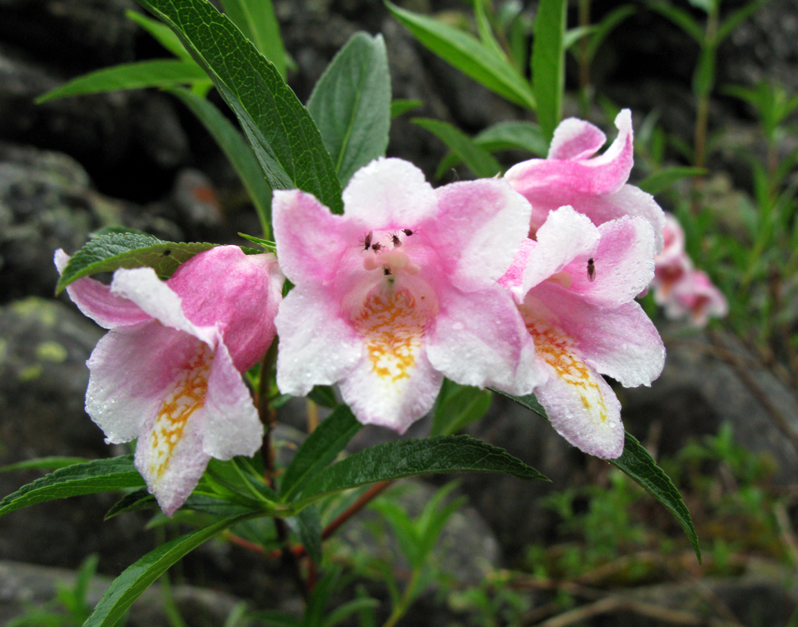 Image of Weigela suavis specimen.