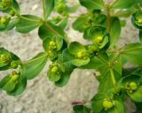 Euphorbia helioscopia. Побеги с плодами. Копетдаг, Чули. Май 2011 г.