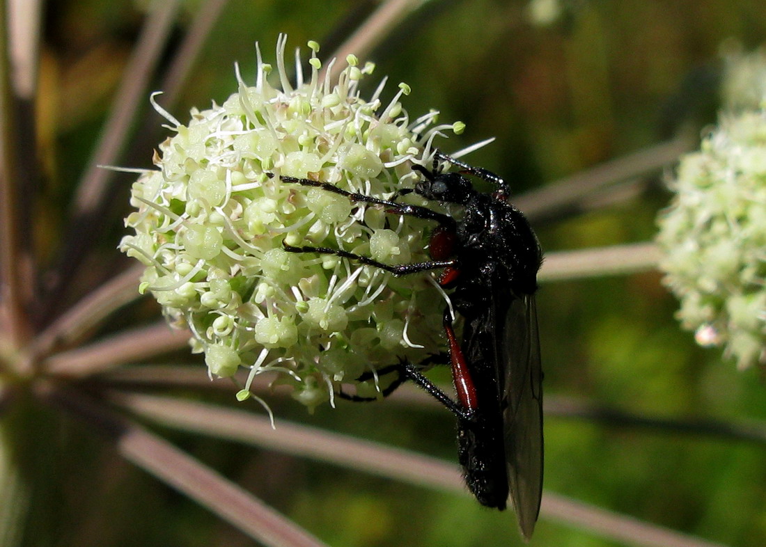 Image of Angelica sylvestris specimen.