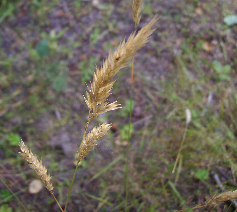 Image of Anthoxanthum odoratum specimen.