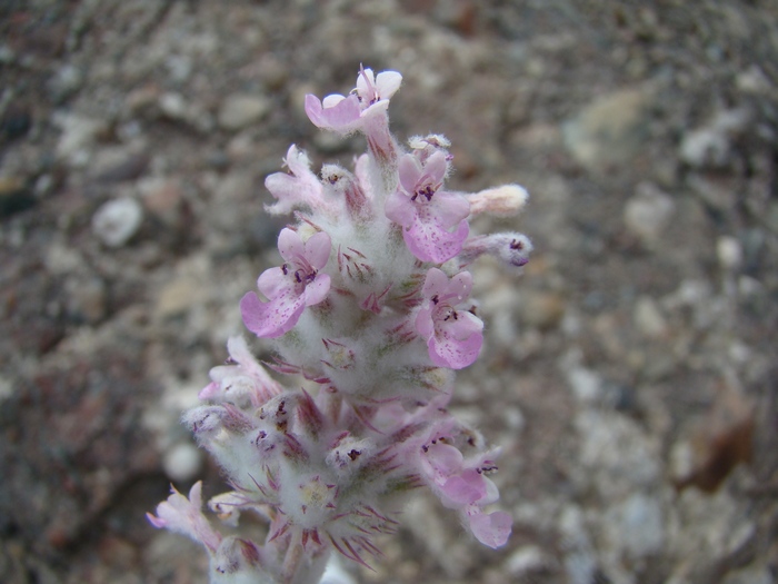 Изображение особи Nepeta olgae.