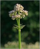 genus Valeriana. Верхушка цветущего растения. Кировская обл., Орловский р-н, окр. дер. Коншаки. 6 июля 2012 г.