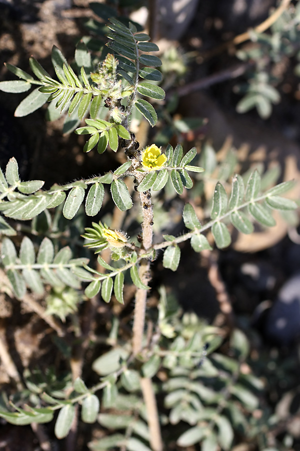 Image of Tribulus terrestris specimen.