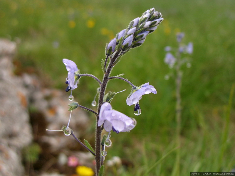 Image of Veronica gentianoides specimen.