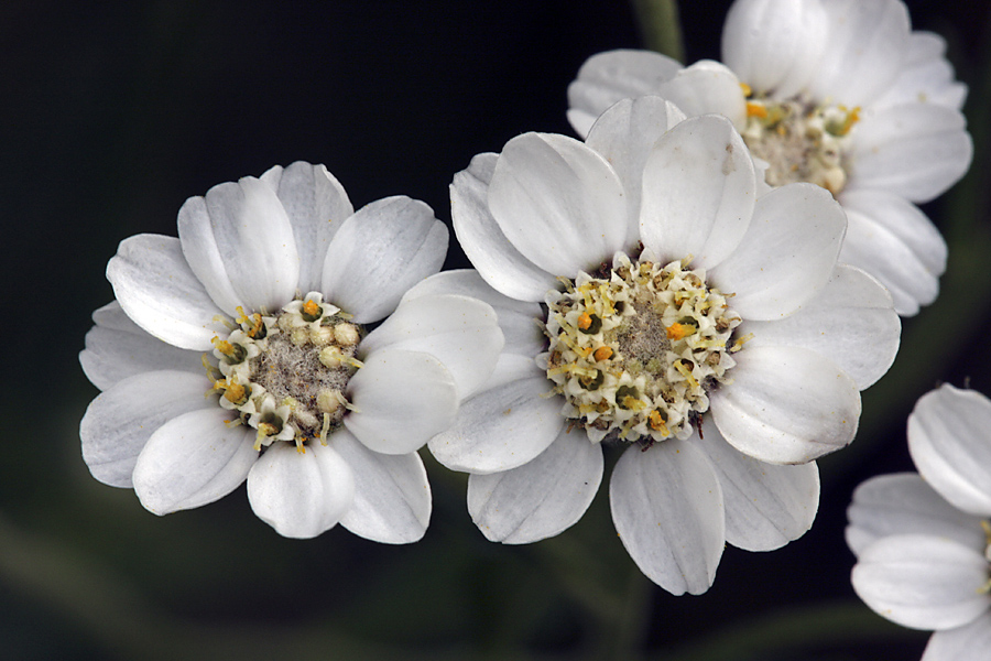 Image of Achillea ptarmica specimen.