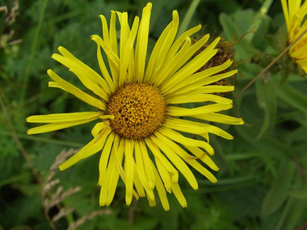 Image of Inula hirta specimen.