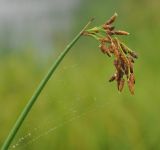 Image of taxon representative. Author is Марина Скотникова