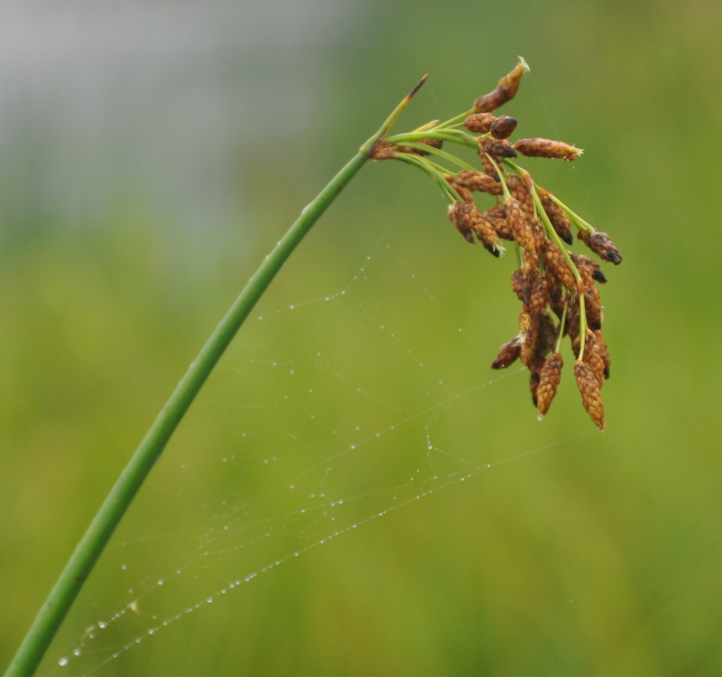 Image of Schoenoplectus hippolyti specimen.