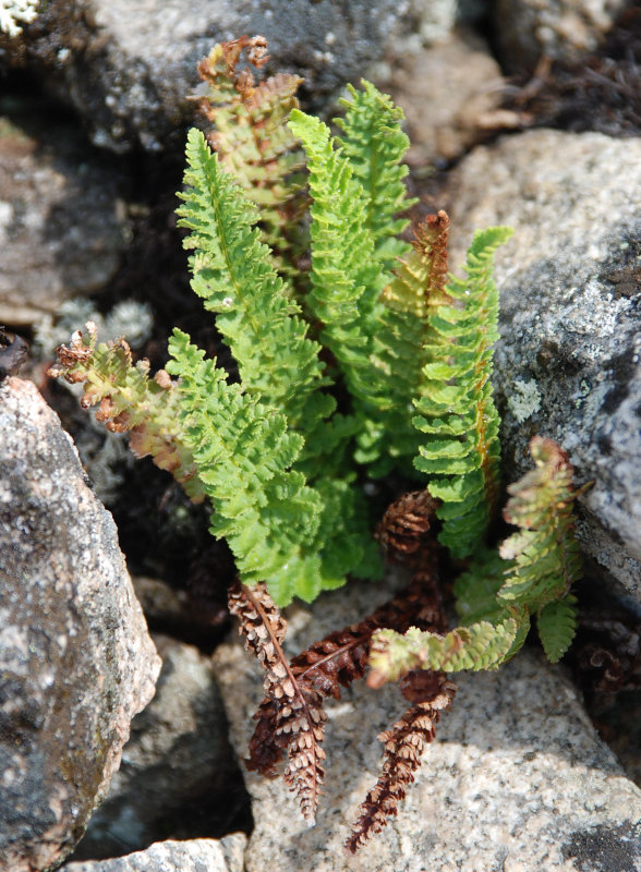 Image of Dryopteris fragrans specimen.