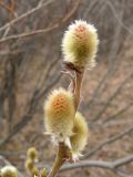 Salix lanata. Ветвь мужского растения с распускающимися серёжками. Мурманская обл., Североморский р-н, окр. пос. Росляково. 17.05.2009.