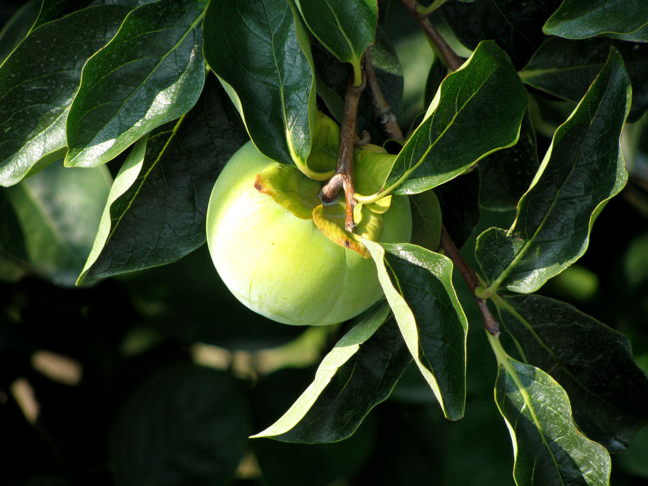 Изображение особи Diospyros kaki.