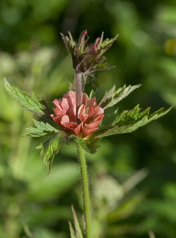 Image of Geum rivale specimen.