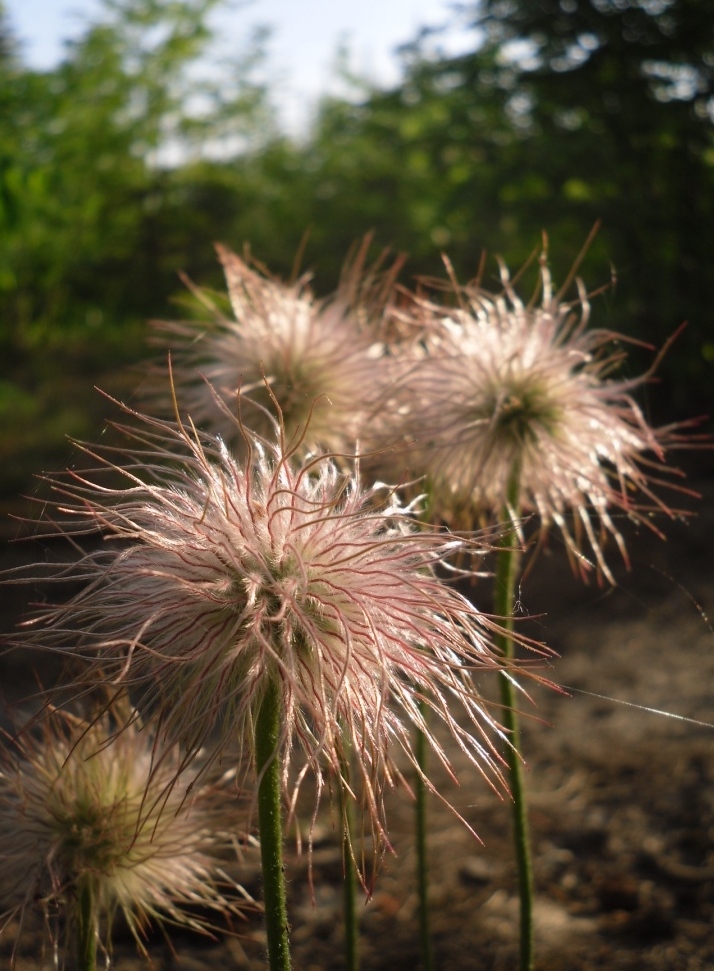 Изображение особи Pulsatilla pratensis.