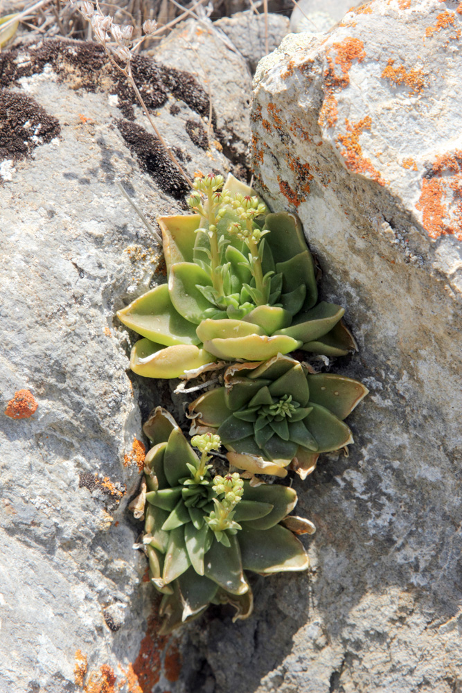 Image of Rosularia glabra specimen.