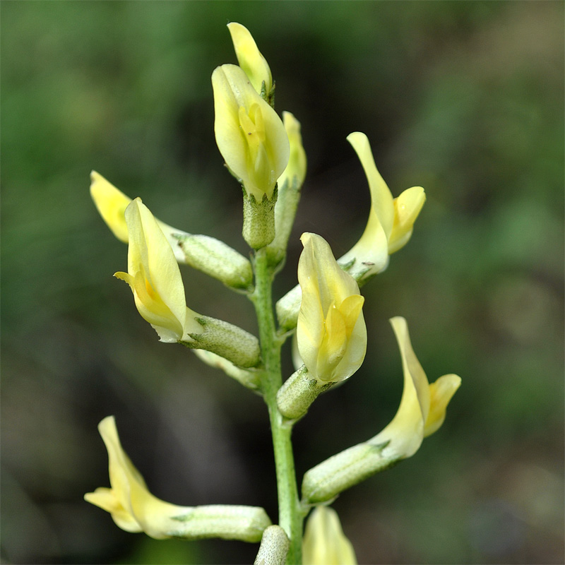 Изображение особи Astragalus refractus.